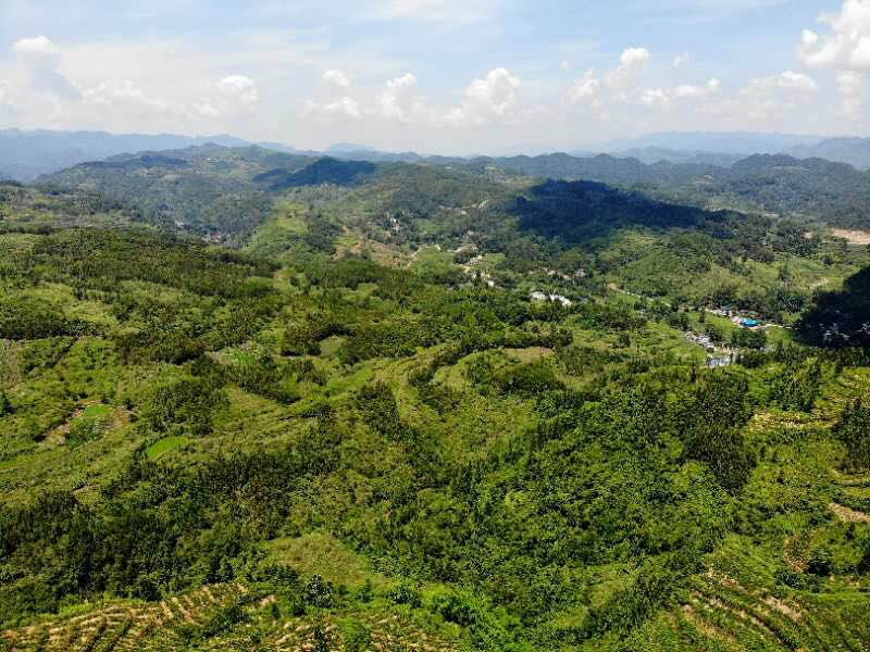 来凤藤茶生产基地展示图片（